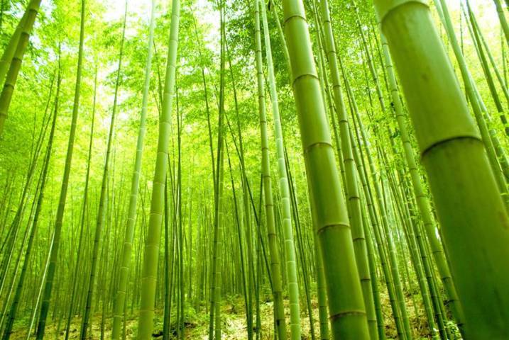 Giấy dán tường màu xanh lá cây