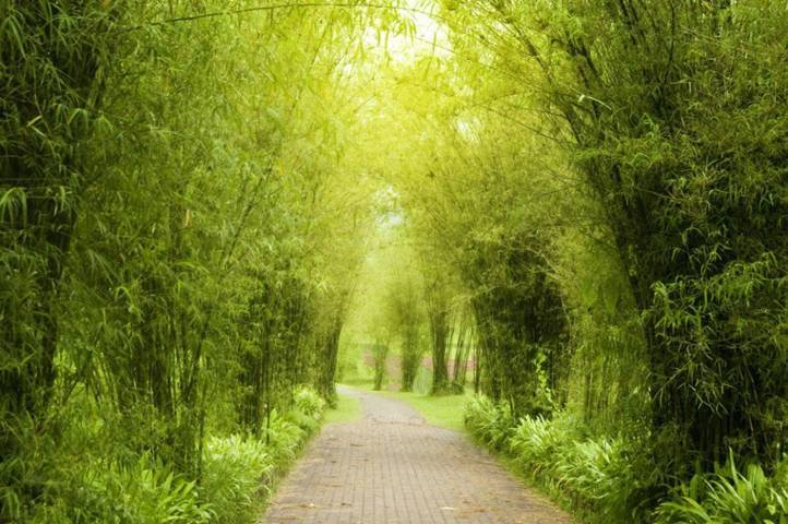 Vì sao bạn nên dùng tranh dán tường phong cảnh